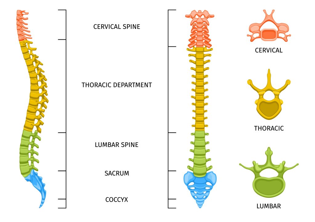 Anatomy Spine Divisions Composition